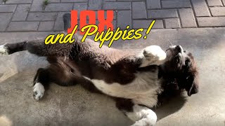 SCARY LOL The Puppies Bark at me & Daddy Cole goes NUTS!! What's going ON?? #dogs #pets #puppy by DIY MY RURAL LIFE! 136 views 6 months ago 2 minutes, 19 seconds