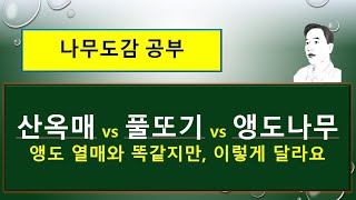 산옥매의 특징 : 산옥매 vs 풀또기 vs 앵도나무