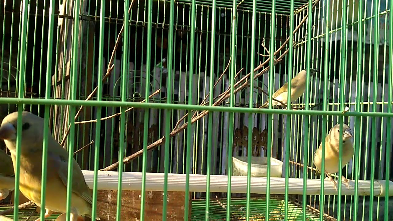 Burung emprit warna atau Gould amadin 