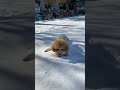 미친듯이 달려와서 자연스럽게 눈먹는 강아지 #dog #골든두들 #shorts #댕댕이#pet