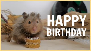 Making my Hamster a Birthday Cake