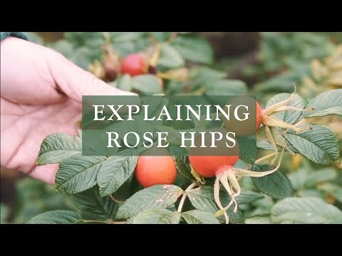 Video: Dekoratif rosehip: reproduksi, penanaman, dan perawatan