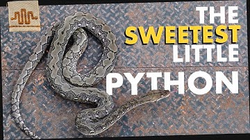 The Snakes of Honey Island | MADU LOCALITY SPOTLIGHT