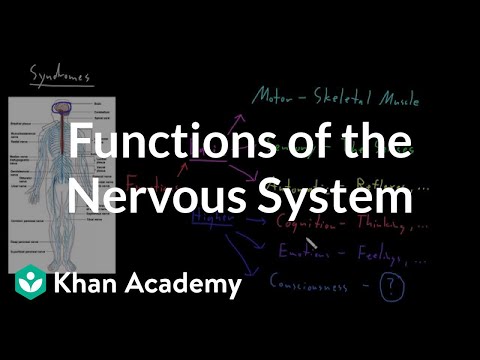 Video: What Functions Does The Nervous System Perform?
