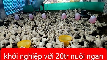 cho ngan ăn thêm cây chuối và cái kết, khởi nghiệp thành công.