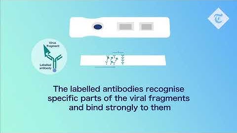 How lateral flow testing works