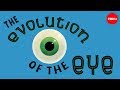 Cool Video:  How the Eye Evolved