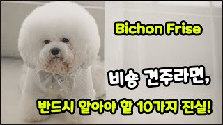 【Bichon Frise】 Pros and Cons of Owning Bichon Frise Dogs - 10 Things You Must To Know