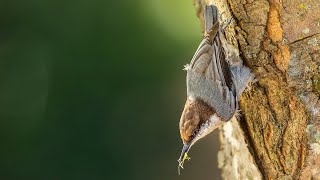 WILDLIFE PHOTOGRAPHY: How To Photograph BIRDS IN YOUR BACKYARD