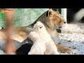 Львята Лейлы - два плюшевых белочка и желточек. Тайган. Multi-colored lion cubs. Taigan.