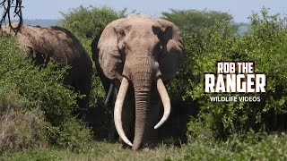 Amboseli Super-Tusker Elephant Craig And Friends Head To Water | Zebra Plains Safari