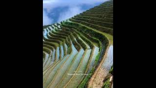 Captivating Beauty A Stunning View Of Majestic Rice Terraces Atop Towering Hills