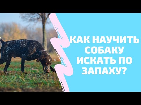 Как научить собаку искать предметы по запаху? Лучший способ научить собаку искать вещи. Команда Ищи