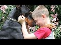 Doberman Dog Protecting Babies and Kids Compilation 2018 | NEW HD