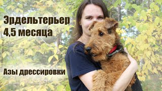 Щенок эрдельтерьера 4,5 месяца! Первые успехи в дрессировке.