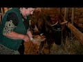 GRANDMOTHER&#39;S COW WAS BORN - HAVE YOU SEEN THE BIRTH OF A CALF?