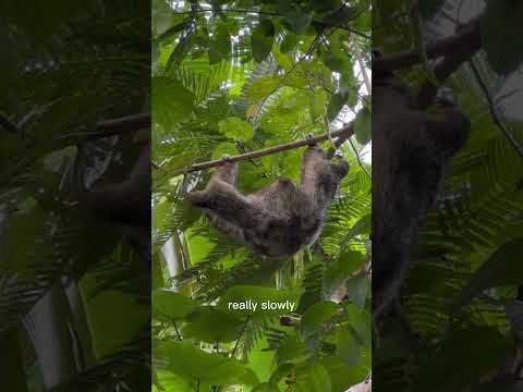 Why are sloths