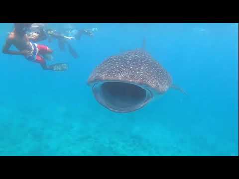 Whale Shark&Nudee in Maldives/EP.2