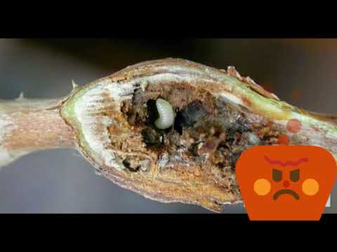 Video: Dugonoga Stabljika Maline žučna Mušica