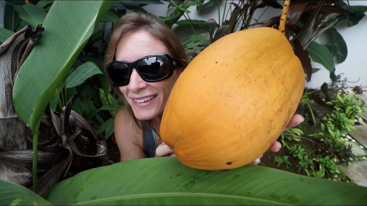 How to open up a yellow coconut easily YouTube