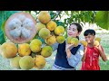 The ripe sweet santol fruit harvesting for special recipe | Snatol fruit pick for cook