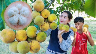The ripe sweet santol fruit harvesting for special recipe | Snatol fruit pick for cook