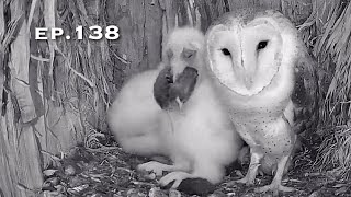 Barn Owl Nest ❸ ep.138Lechuzas en el nido DIRECTO (Cámara 38 | Ávila)