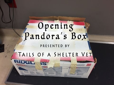 Opening Pandora's Box - The Makeover of a Severely Neglected Dog Battling Cancer