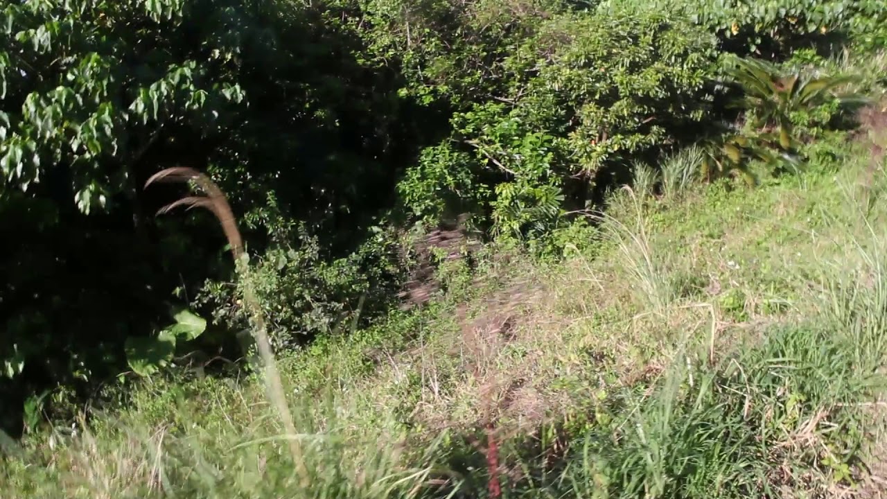 今季最後の共猟 70キロのイノシシ捕獲 Youtube