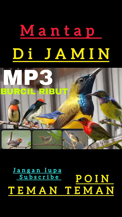 suara ribut burcil untuk pikat burung kecil dan burung lain nya #kicaumania #viralshort