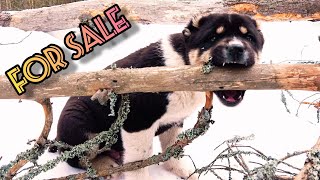 Slow living with Sagi Dahmarda💦Puppies for sale🔥Релакс со щенком🍂Щенки на продажу 2022💖Саги Точики