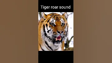 Tiger Roar Sound | Tiger Roar Sound Effect #shorts #tigerroar #animals #wildlifeanimals