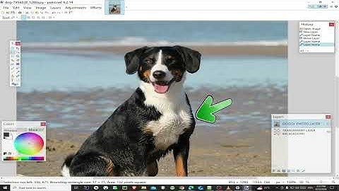 Preview: How to Remove Background from a Dog Photo using Paint NET Application in Windows