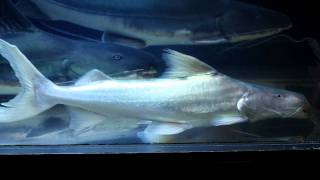 ドラードキャット Brachyplatystoma Flavicans Youtube ドラードキャット Brachyplatystoma Flavicans Youtube