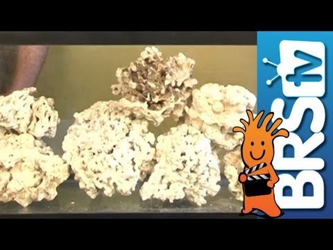 Curing Live Rock For Saltwater Aquariums - YouTube