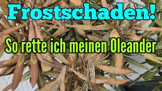 Oleander Frostschäden entfernen und Frühjahrspflege für Nerium oleander