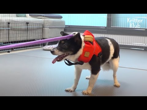Videó: Pet Scoop: A kiskutya elhagyott a Hyatt Hotelben, hiányzó útmutató kutya visszatért a tulajdonoshoz