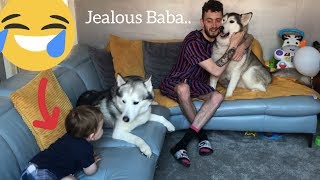 Jealous Baby Only Wants Cuddles When The Huskies Do!!