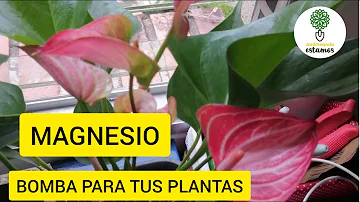 ¿Cuál es una buena fuente de magnesio para las plantas?