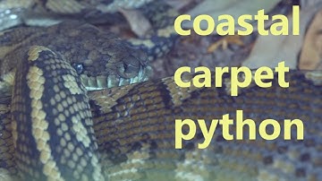 coastal carpet python - lives at my place