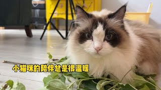 小猫咪的治愈之处就是它什么都不用干只是卧在那里就很温暖