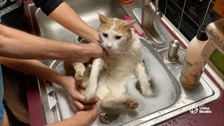 Bathing a Tomcat with built in switchblade’s