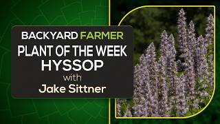Hyssop Plant of the Week