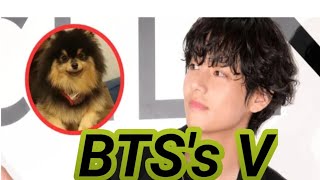 Why Yeontan Was Destined To Meet The Best Dog Dad Around - BTS's V