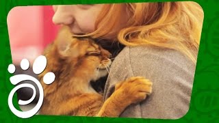 Котики-Спасатели (Часть Третья). Все О Домашних Животных Котики-Спасатели (Часть Третья). Все О Домашних Животных