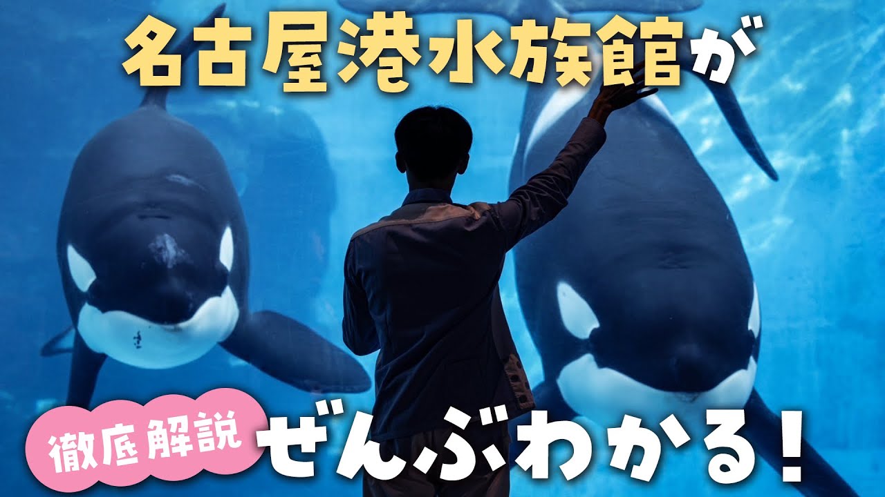名古屋港水族館 館内ポスター シャチのクーちゃん B1サイズ 非売品 Meet the killer whales! Enjoy the Nagoya Port Public