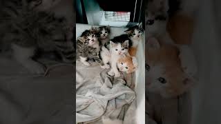 Cute kitten funny video shorts cat