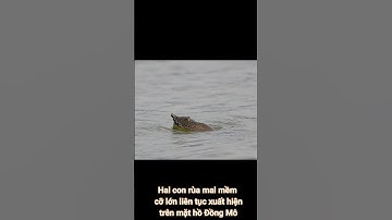 Hai con rùa mai mềm cỡ lớn liên tục xuất hiện trên mặt hồ Đồng Mô