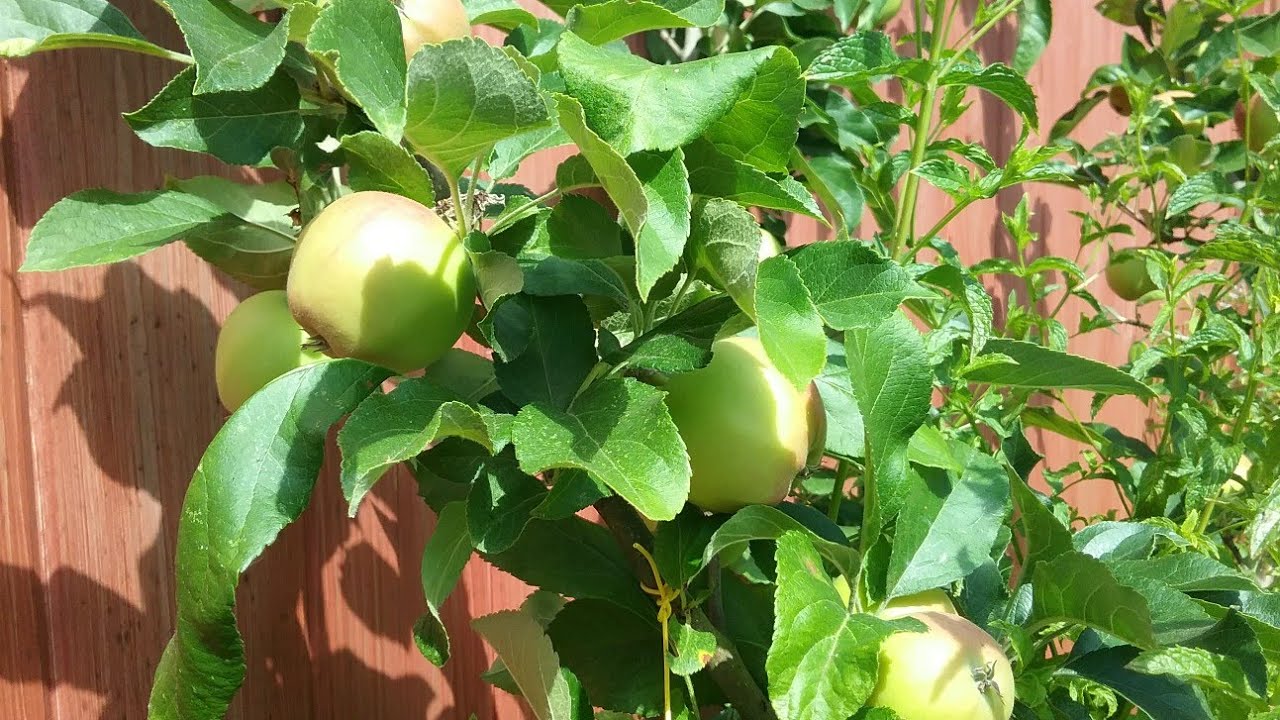 Granny Smith Apple Tree from Stark Bro’s