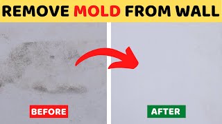 How to Remove Mold from Painted Walls in Your House